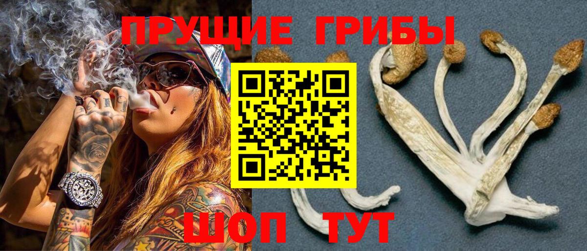 Псилоцибиновые грибы Psilocybine cubensis Ачхой-Мартан
